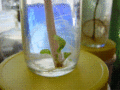 Thumbnail for version as of 18:54, 17 April 2009