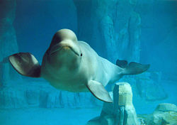 Beluga whale.jpg