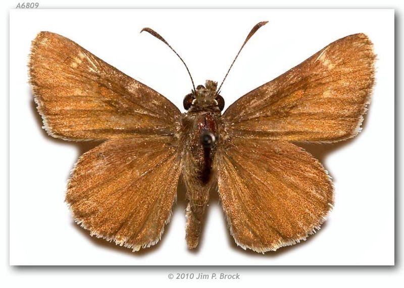 File:Body of a Hesperiidae.jpg