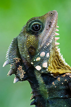 Boyd's forest dragon pic.jpg