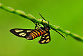 Scarlet Tiger Moth (Callimorpha dominula) family:Arctiidae