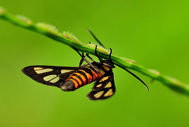 File:Callimorpha dominula.jpg