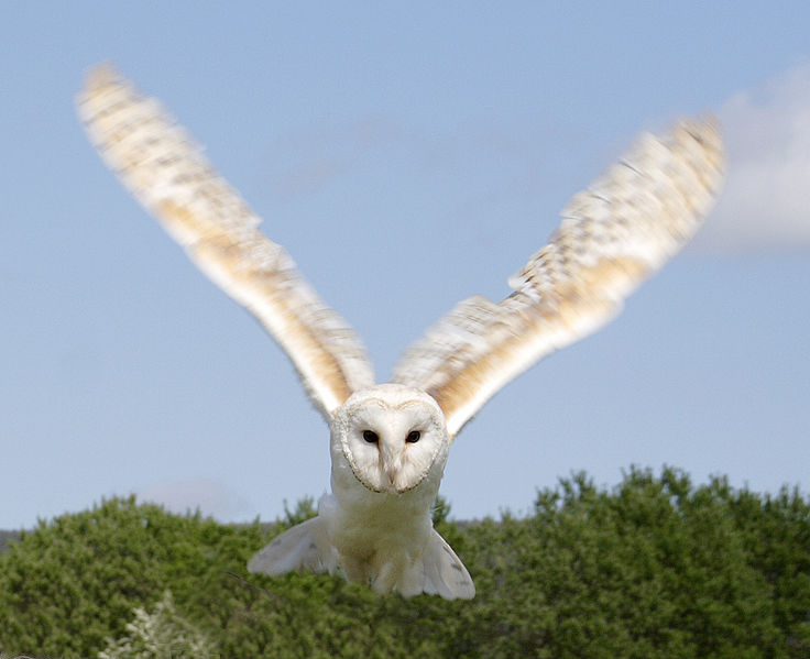 File:Flying barn owl.jpg