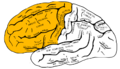 Thumbnail for version as of 07:10, 1 March 2010