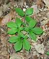 Ginseng (Panax quinquefolius)