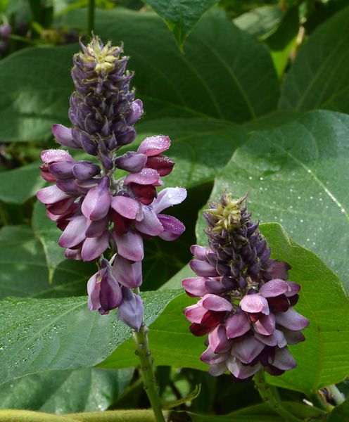 File:Kudzu (Pueraria lobata).jpg