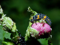 Ladybug larvae.jpg