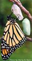 Monarch butterfly emerging from chrysalis