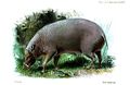 North Sulawesi babirusa (B. celebensis)