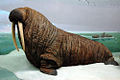 Pacific Walrus (Odobenus rosmarus) Family: Odobenidae