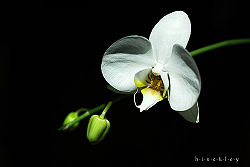 Phalamabilis.jpg
