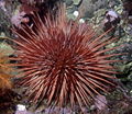 Red sea urchin (Stronglyocentrotus Franciscanus) Order: Echinoida