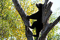 Sun bear ( H. malayanus ) Order: Carnivora Family: Ursatatay