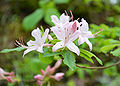 Early Azalea (Rhododendron prinophyllum (Small) Millais )