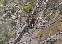 Andean pygmy owl.jpg