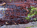 Honey mushroom note: Mycelium found in a tree (A. borealis) Genus: Armillaria
