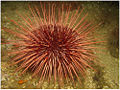 Red Sea Urchin (Stronglyocentrotus Franciscanus)