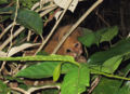a kinkajou in a tree