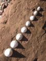 artistic limpets (species name) Subtaxa:name