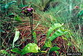 Parrot Pitcher Plant (Sarracenia psittacina)