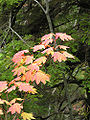 Thumbnail for version as of 23:57, 18 May 2010