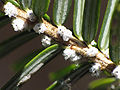 Thumbnail for version as of 00:50, 22 November 2011