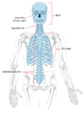 Diagram of axial skeleton
