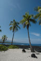 Coconut Palm Subtaxa: Cocos nucifera L.