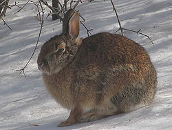Cottontail rabbit in snow.jpg