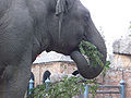 Thumbnail for version as of 01:03, 30 January 2012