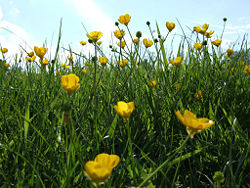 FieldButtercup.jpg