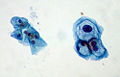 Thumbnail for version as of 04:15, 30 April 2008
