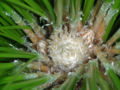 Longleaf Pine terminal bud
