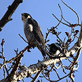 Peregrine Falcon (F. peregrinus)
