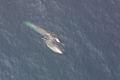 Sei Whale (Balaenoptera borealis) Balaenoptera borealis schleglii