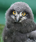 Snowy Owl chick