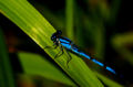 Blue Dragonfly