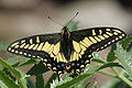Anise swallowtail (Papilio zelicaon)