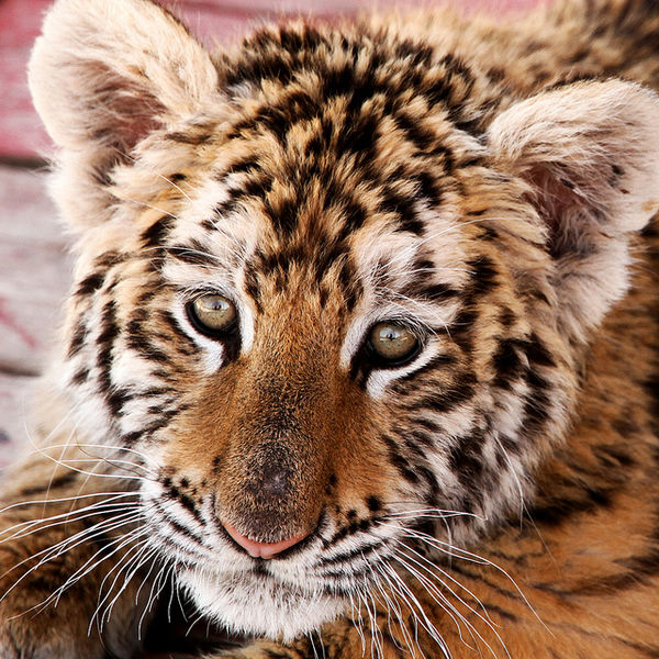 File:Babytiger.jpg