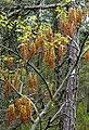 Thumbnail for version as of 15:58, 15 May 2010