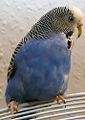 Blue budgerigar (Melopsittacus undulatus )