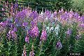 Fireweed (Chamerion angustifolium)