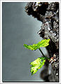 Grape vine budding before spring. This is earlier than usual, but not unusual.]]
