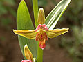 Giant Helleborine (Epipactus Gigantea)