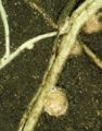 Thumbnail for version as of 03:29, 1 September 2007