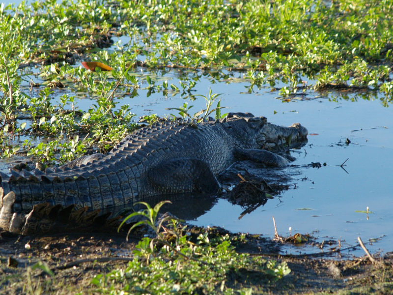 File:Saltwater Crocodile in Mud.jpg