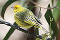 Saffron finche (Sicalus flaveola pelzeni)