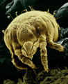 Yellow mite (Lorryia formosa), commonly found on citrus plants.