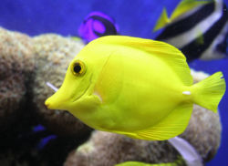 Closeup Of A Yellow Tang