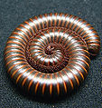 Thumbnail for version as of 07:47, 6 March 2009